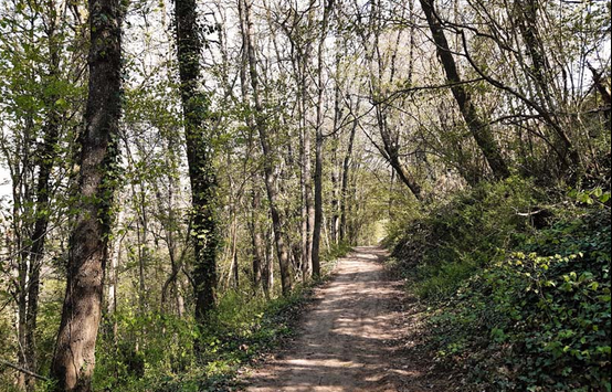 La foret