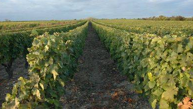 La vigne